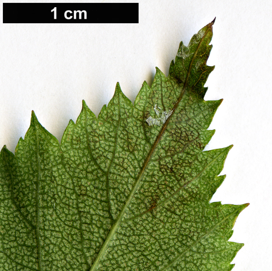 High resolution image: Family: Rosaceae - Genus: Crataegus - Taxon: pruinosa - SpeciesSub: var. dissona